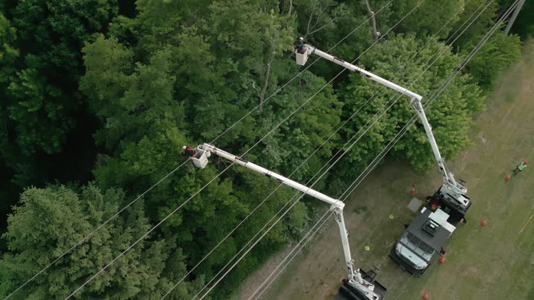 How Our Tree Care Process Works  in Cornersville, TN